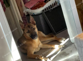 German sheapard x husky