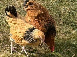 10 week old buff Sussex bantam and 10 week old cockerel