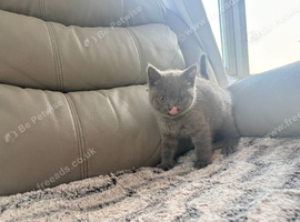British longhair kittens