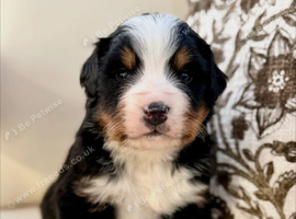 Beautiful and healthy Bernese Mountain Pups