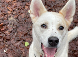 Female Huskita looking for new home.