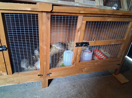 Male quail approx 7 weeks old