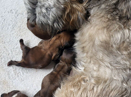 Shih tzu puppys