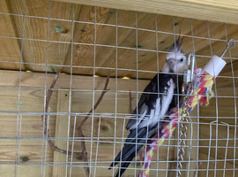 2 Year Old White Male White Faced Cockatiel