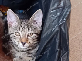 Cute kitten needing a home