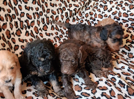 STUNNING F1b COCKAPOOS FROM 5* LICENCED BREEDER