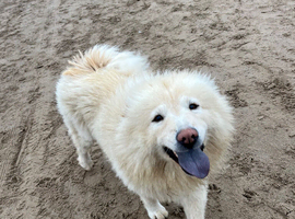 Mellie, 2 year old long snout chow chow