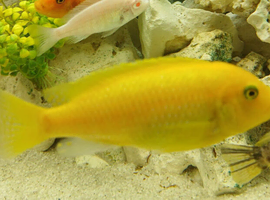 African cichlids Adult size