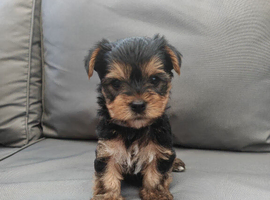 Beautiful Yorkshire Terrier Puppies