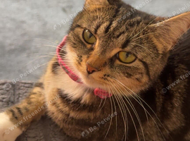 Female cat