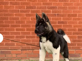 KC American Akita
