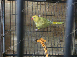 Yellow indian ringeck parrot