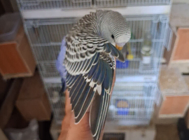 Baby budgies