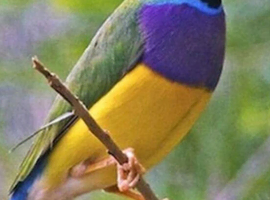Wanted gouldian finches last years birds