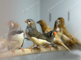 Zebra finches