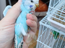 Pair of baby hens