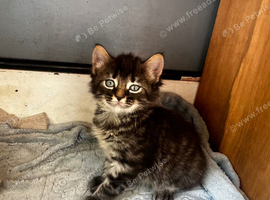 Maine coon x Norwegian forest kittens