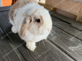 Female mini lop