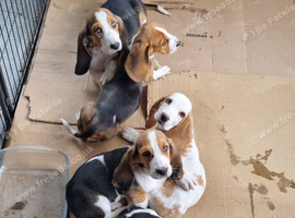 Great natured basset pups for sale