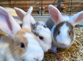 Holland lop X Angora