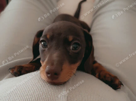 Beautiful short haired  miniature dachshunds