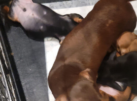 Black and Tan miniature Dachund Boy for a new home