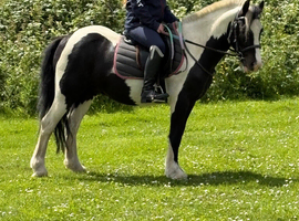 12hh pony