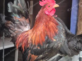 Serama cockeral 6 months