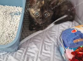 3 month old female kitten