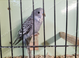 Baby Budgies &pound;35 each