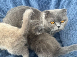 Scottish fold kitten