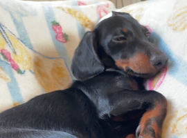 5 month old pup miniature dashound black n tan