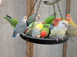 Conures females only
