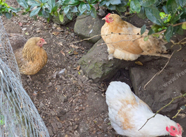 Trio looking for new home