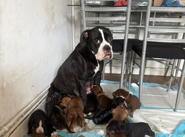 American bulldog x Husky puppies