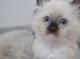 Ragdoll kittens ready now
