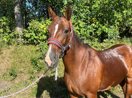 Ideal teenager horse