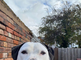 Looking for a home for poppy