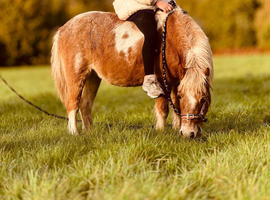 RIDE AND DRIVE SHETLAND FOR SALE