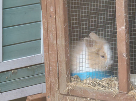 Baby lionhead rabbits