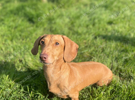 Wonderful Wallace