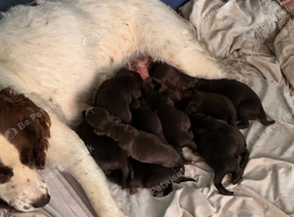 Sprocker puppies