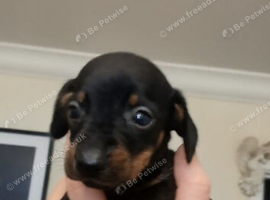 True mini dachshound. Girl pup