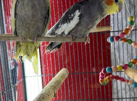 Baby cocktails