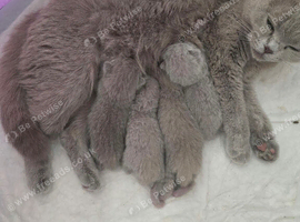 3 Scottish fold x British shorthair kittens for sale