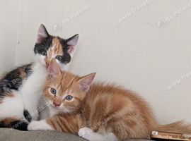 Kittens