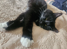 Beautiful girl for rehoming