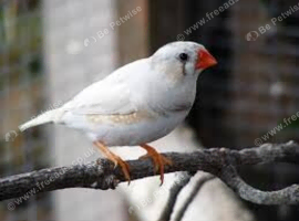 Beautiful Young Zebra Finch PAIRS