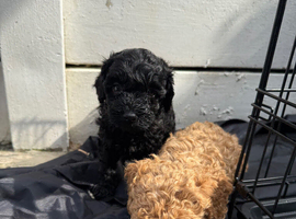 F2 cockapoo puppy&rsquo;s
