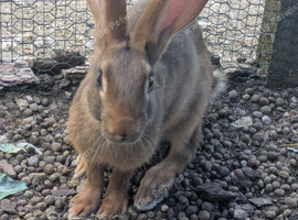 8 week old male